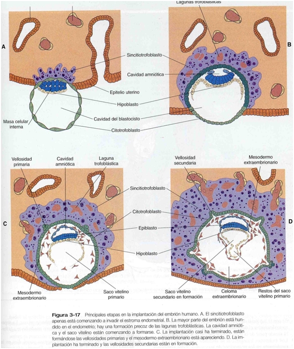 Figura 1. Etapas de la placentación